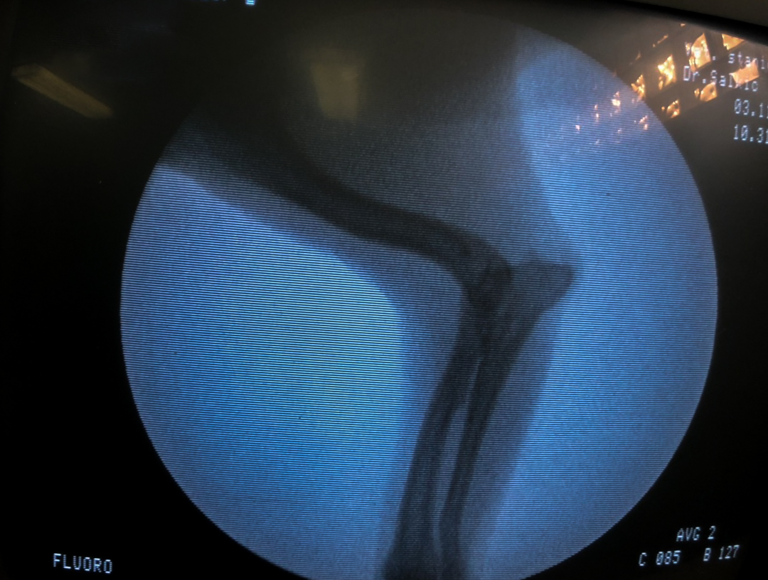 JEDNODNEVNI SEMINAR: Edukacija iz veterinarske rendgenologije malih životinja- Raspored predavanja