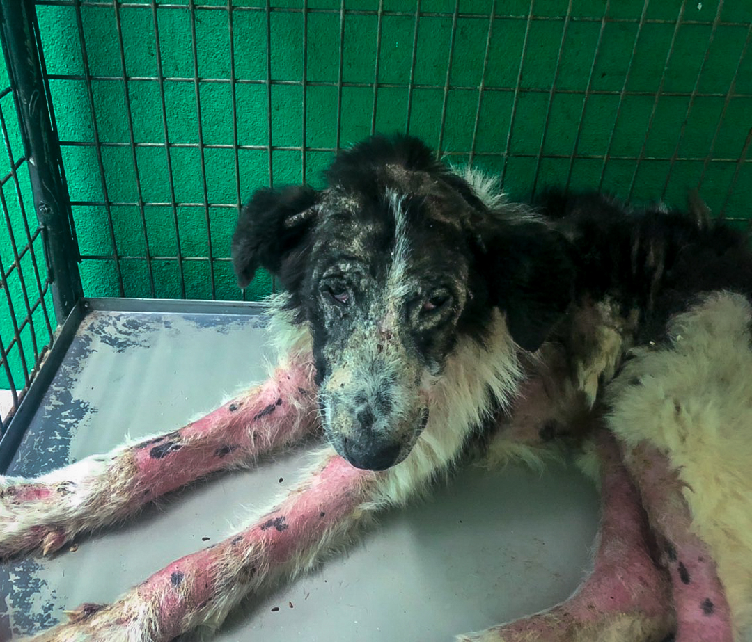 JEDNODNEVNI SEMINAR: Dermatologija-praktičan pristup dva